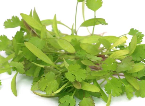感冒可以吃香菜吗 辛温解表缓解风寒感冒症状
