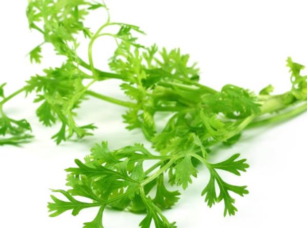 新鲜香菜能冷冻保存吗 可忍受-9度低温,密封以免食物串味