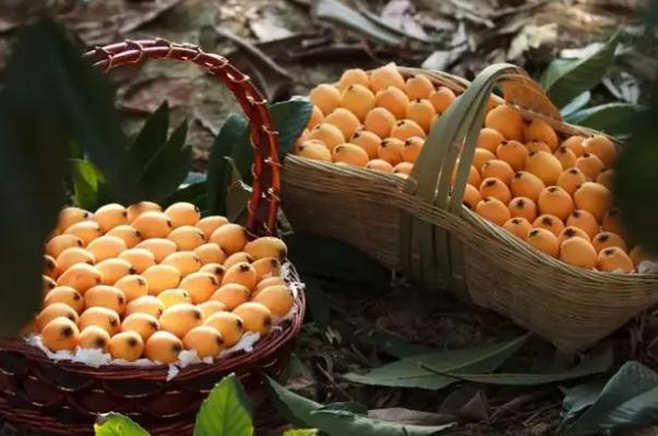 枇杷糖分高吗？枇杷上火还是降火？
