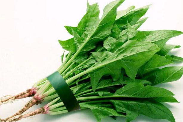 菠菜可以生吃吗？菠菜烫多久可以吃？