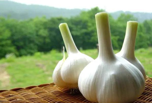 大蒜怎样储存不发芽能放一年？大蒜腌制一年还能吃吗？
