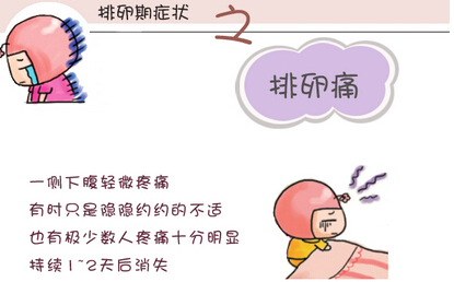 排卵期 排卵期