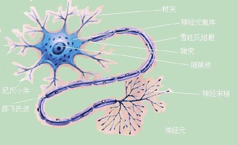 运动神经元病会出现哪些症状？很多人忽视了，错过了最佳治疗时间