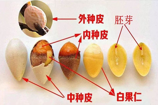 白果仁的毒素 白果仁的毒素