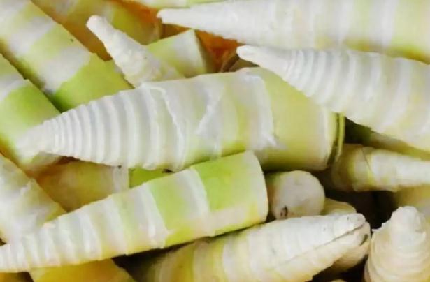 普通竹子的竹笋能吃吗？竹笋焯水后放冰箱里能冷冻吗？