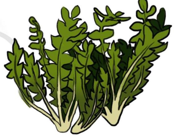 荠菜要焯水吗 内含草酸 影响消化吸收