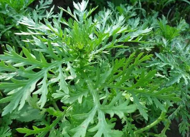 茼蒿的功效与作用 安神健脑消肿利尿清肺化痰促进食欲