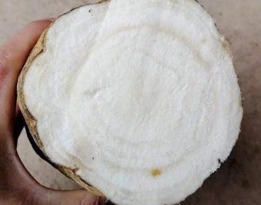 吃葛根真的能丰胸吗 异黄酮物质刺激乳腺