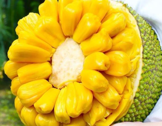 吃菠萝蜜不能吃什么东西 高淀粉糖热性食物