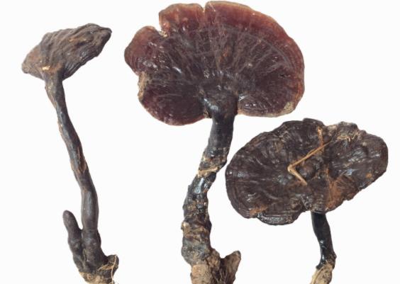 吃灵芝可以吃萝卜吗 同吃散气,影响药效