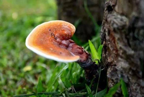 哪些人适合吃灵芝 心脏功能不好 易疲劳睡眠差患者