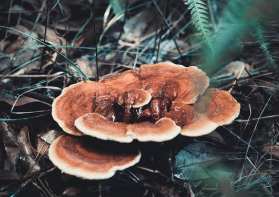 儿童可以吃灵芝吗 滋补过量加重机体负担引起上火等