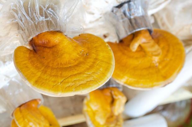 吃灵芝可以控制肿瘤吗 多糖三萜类化合物灵芝酸抑制癌细胞