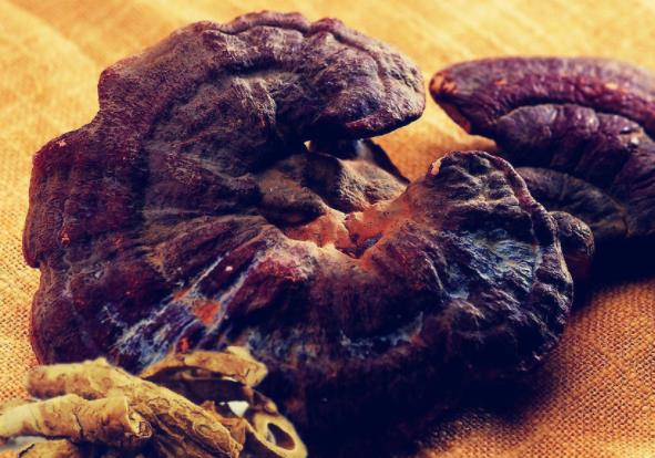 吃灵芝有什么副作用 头晕食欲不振口干面部潮红恶心等