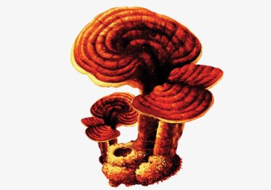 吃灵芝对肝脏有好处吗 醇提取物提高肝脏代谢