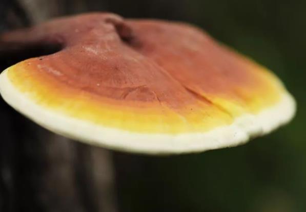 吃灵芝可以降血压吗 多糖类三萜类化合物等净化血液