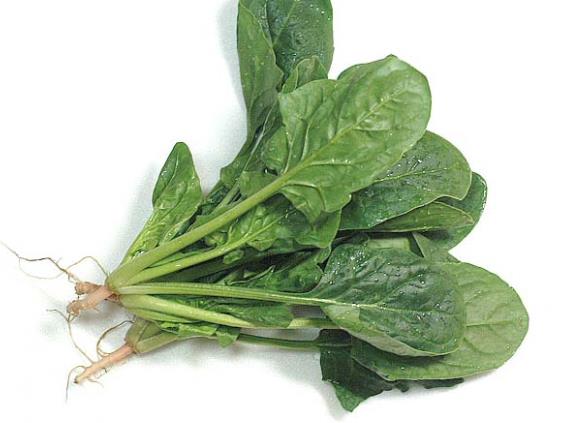 菠菜可以和鸡蛋同食吗 营养互补均衡营养补血养颜