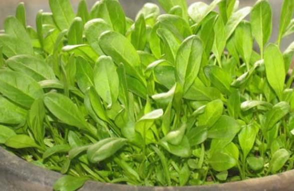 菠菜的根可以吃吗 味道不佳 营养价值高