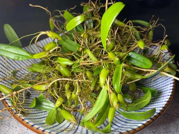石橄榄的功效与作用有哪些呢？