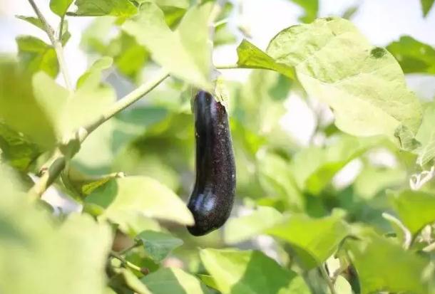 茄子怎么挑选？茄子为什么掉色？