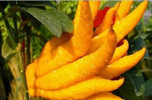 fs.jpg