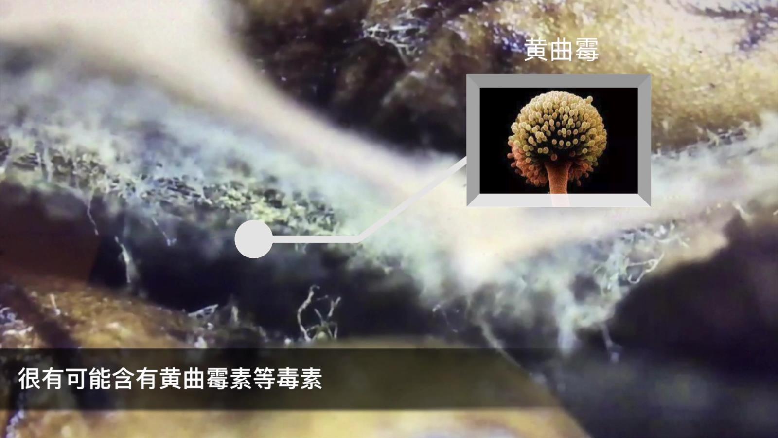 锅上也可能滋生黄曲霉素吗？