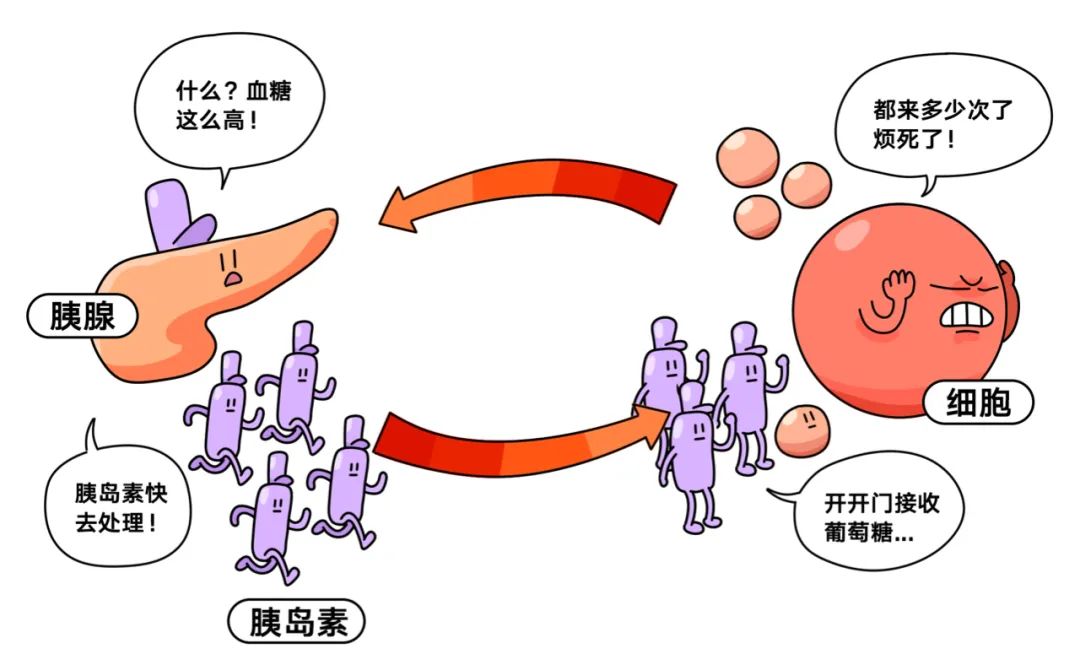 什么是胰岛素抵抗