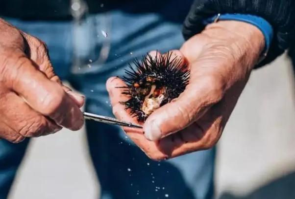 海胆生吃有寄生虫吗？海胆怎么吃？