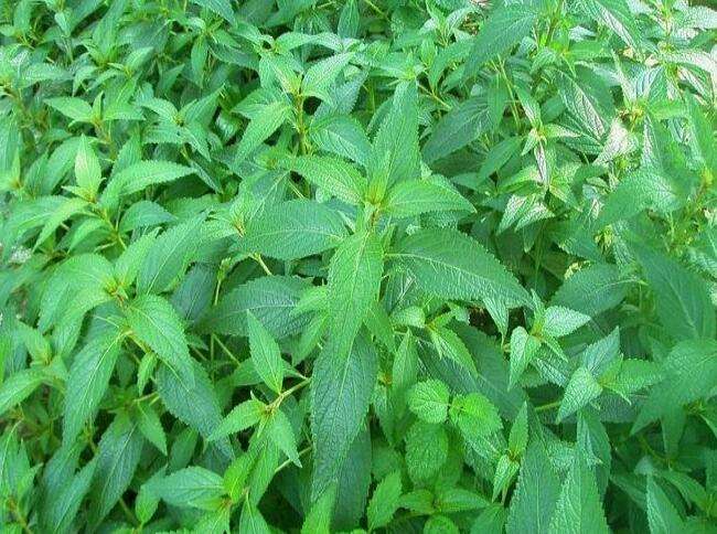 溪黄草茶的功效与作用具体是哪些呢？俗称土黄连的它是否有奇效