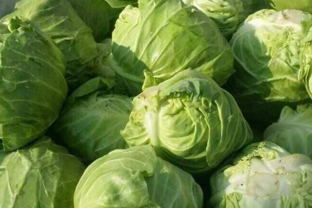 青甘蓝与卷心菜的区别有哪些?羽衣甘蓝汁可以天天喝吗?