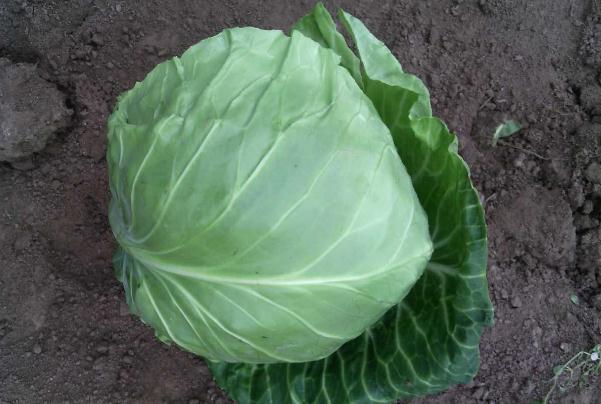青甘蓝与卷心菜的区别有哪些?羽衣甘蓝汁可以天天喝吗?
