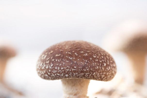 香菇花刀怎么切花?香菇要泡多久?