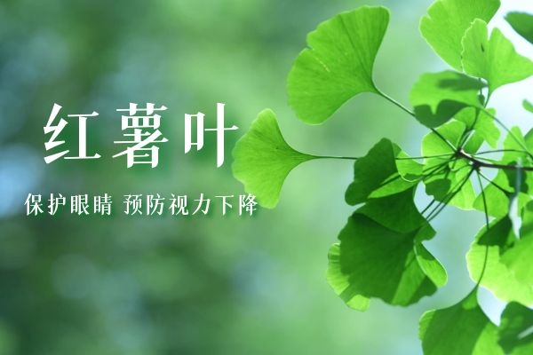 红薯叶可以保护眼睛.jpg 红薯叶可以保护眼睛.jpg