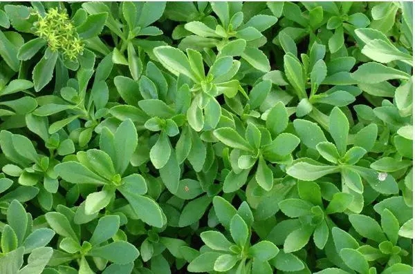 养心菜的功效与作用及食用方法