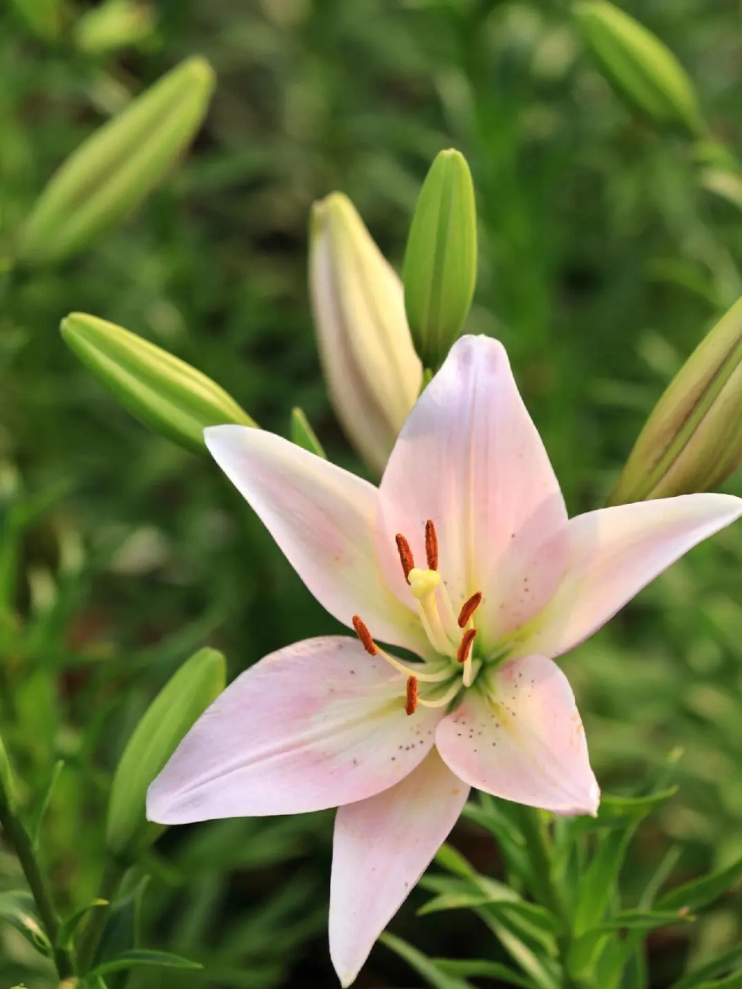 百合花的功效与作用
