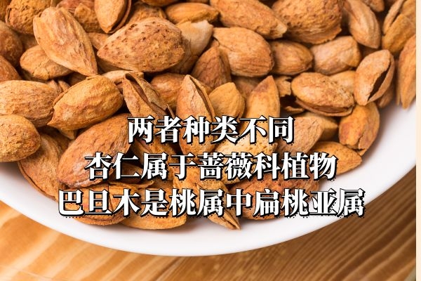 巴旦木和杏仁的区别