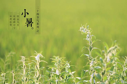小暑养生吃什么？小暑养生食谱已备好