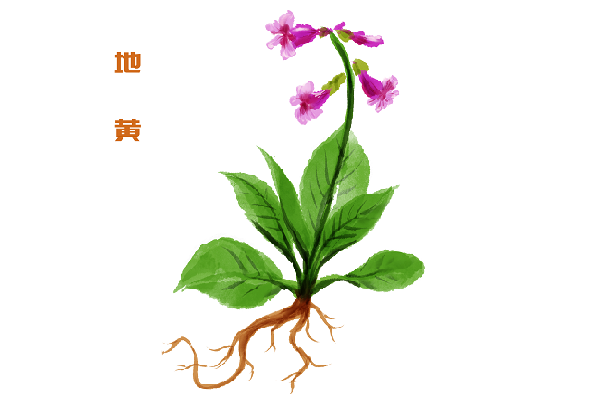 地黄的功效与作用
