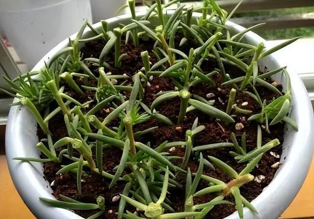 这6种花，现在扦插正当时，7天生白根，当年能开花，新手也可以