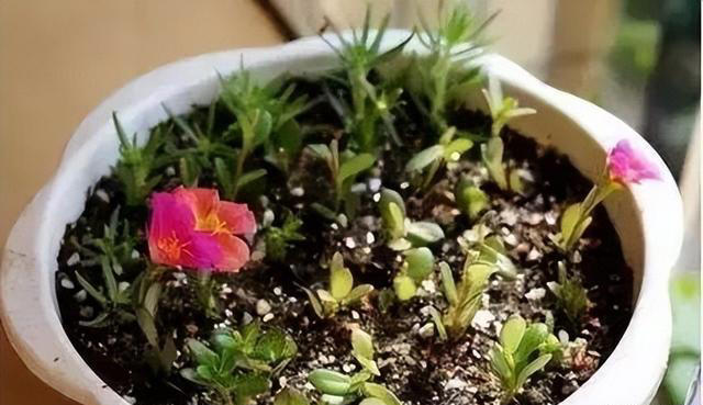 这6种花，现在扦插正当时，7天生白根，当年能开花，新手也可以
