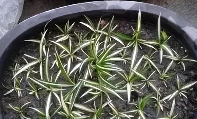 这6种花，现在扦插正当时，7天生白根，当年能开花，新手也可以