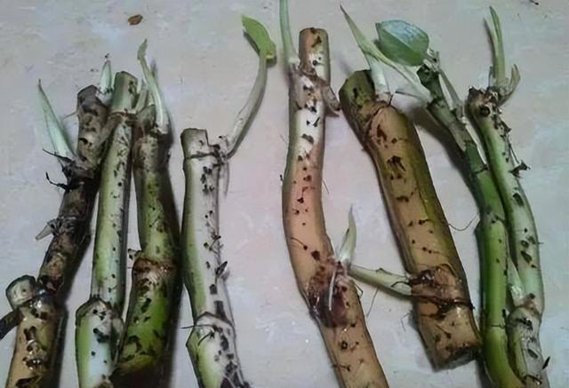 这6种花，现在扦插正当时，7天生白根，当年能开花，新手也可以