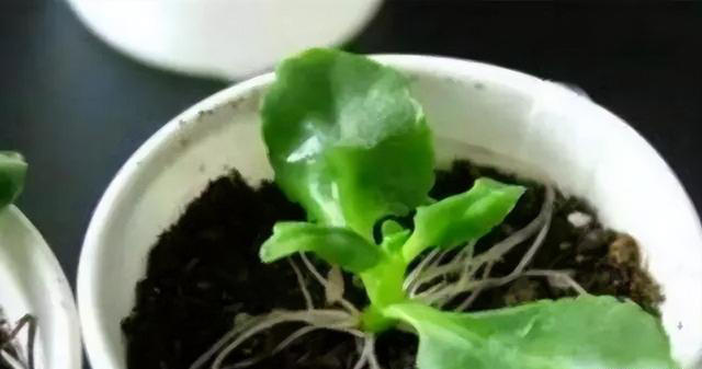 这6种花，现在扦插正当时，7天生白根，当年能开花，新手也可以