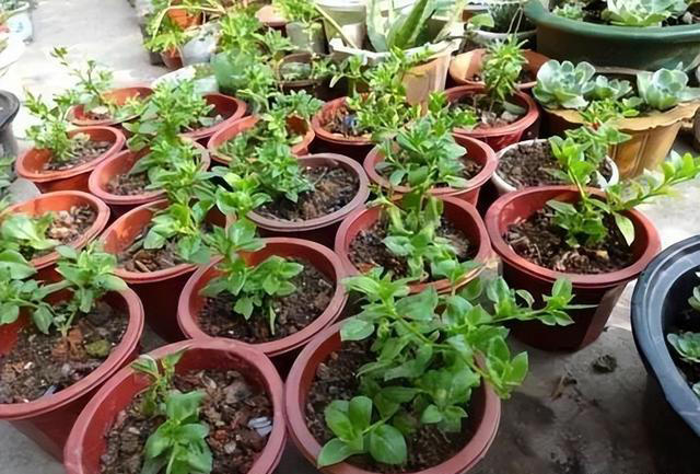 这6种花，现在扦插正当时，7天生白根，当年能开花，新手也可以