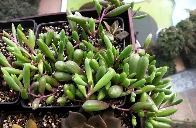 这6种花，现在扦插正当时，7天生白根，当年能开花，新手也可以