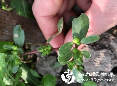 马齿苋性寒，味酸，具有清热解毒、凉血止血、利湿通淋的功效