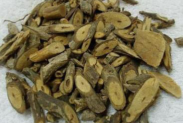 岗梅根有哪些功效作用及注意事项
