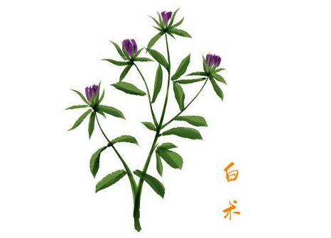 白术的功效与作用是什么，可以用于哪些人群服用呢？