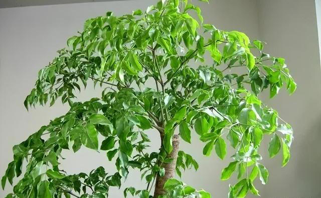 两树开花，不富也发，建议您在家里多种几棵，保证生活越过越好
