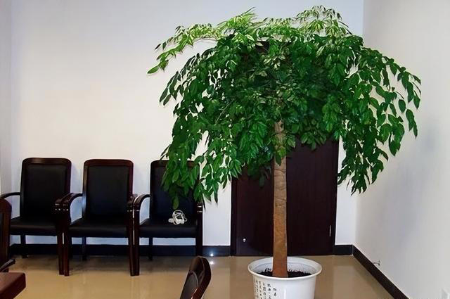 两树开花，不富也发，建议您在家里多种几棵，保证生活越过越好